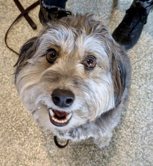 BENJI - Australian Shepherd / Poodle (Miniature) available for adoption