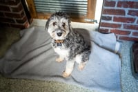Benji - Photo 5