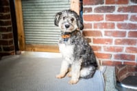 Benji - Photo 4