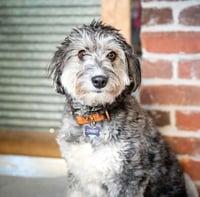 Benji - Photo 2