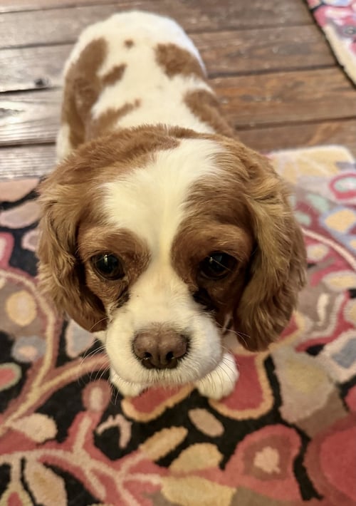CHICKADEE - Cavalier King Charles Spaniel available for adoption