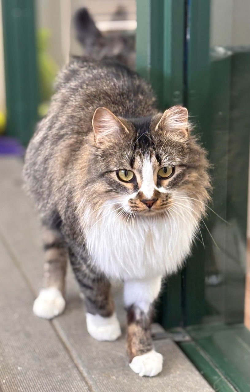 LILY - Domestic Long Hair / Tiger available for adoption