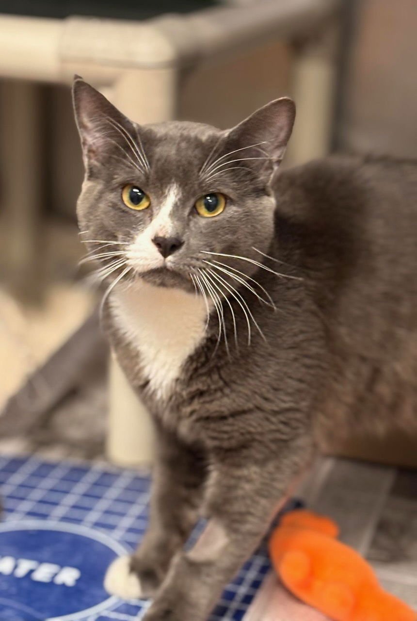 OSCAR - Domestic Short Hair available for adoption