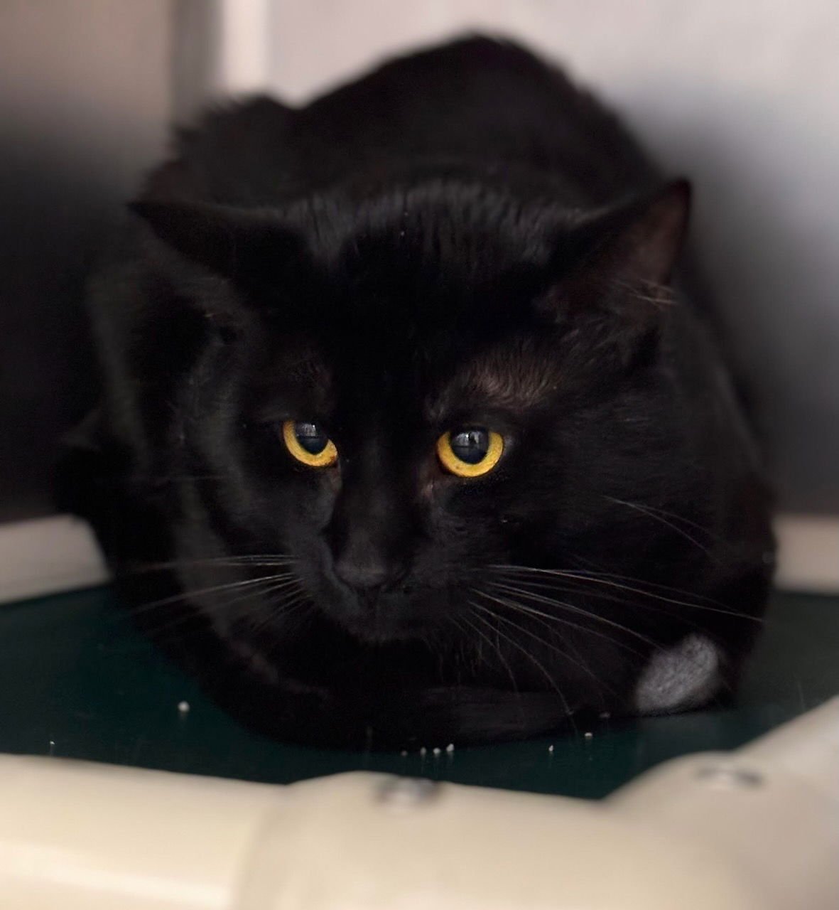 KISMET - Domestic Short Hair available for adoption