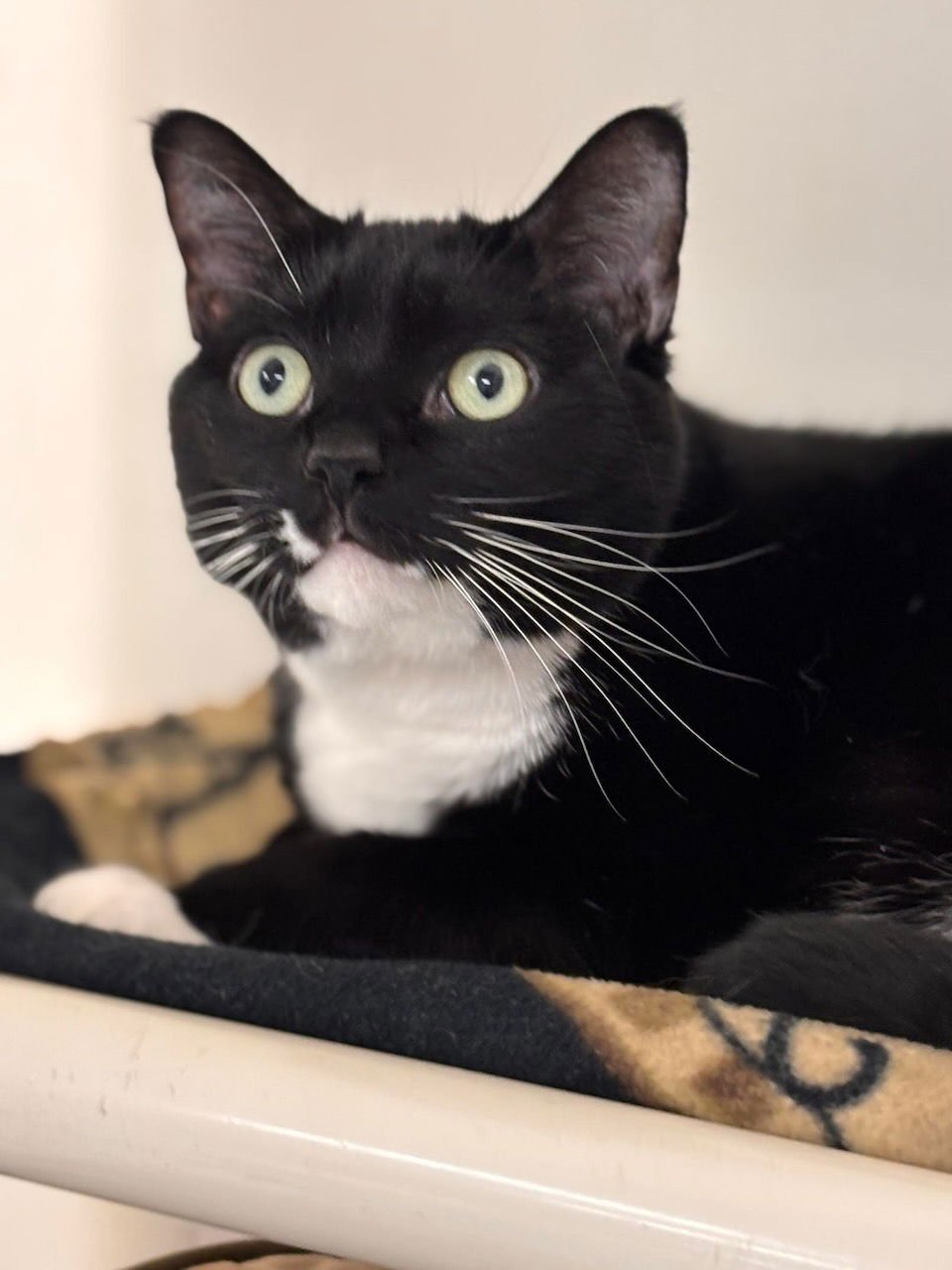 ANDY - Domestic Short Hair available for adoption