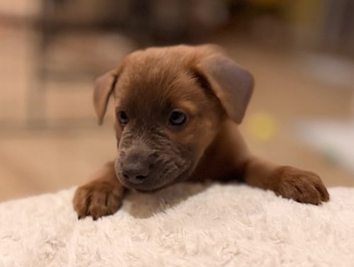 ARIA - Labrador Retriever / Golden Retriever available for adoption