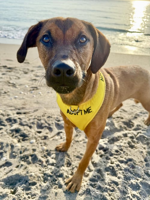 ARIA - Labrador Retriever / Golden Retriever available for adoption