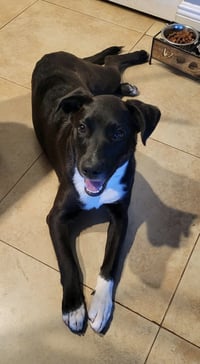 Piper - Photo 2