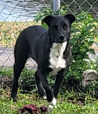 Piper - Photo 5