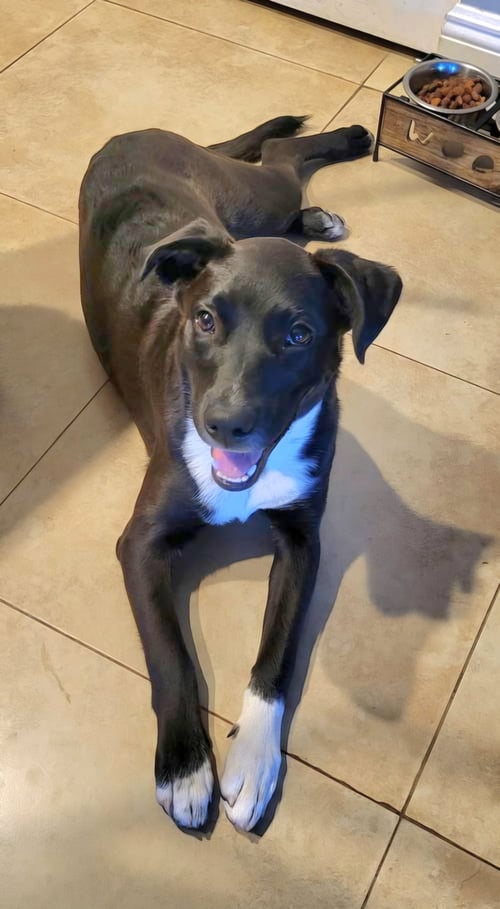 PIPER - Labrador Retriever / Australian Cattle Dog/Blue Heeler for adoption in West Palm Beach