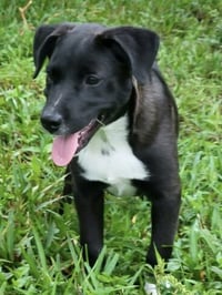 Piper - Photo 4