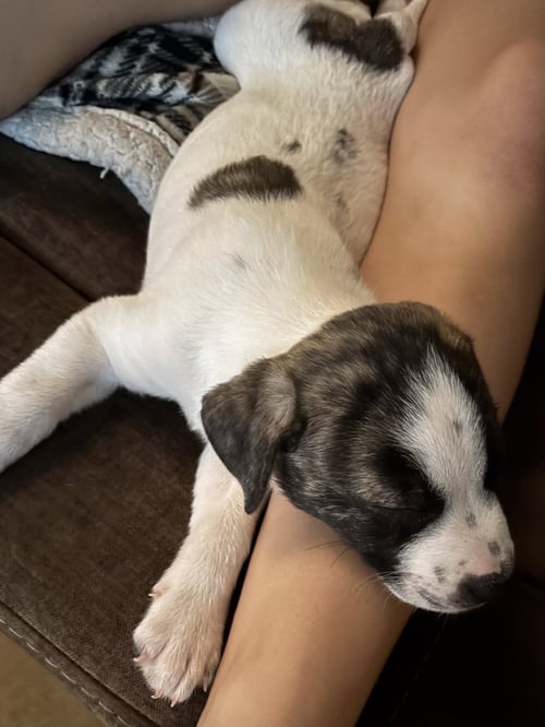 BRUISER - Anatolian Shepherd / American Bulldog available for adoption