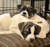 Bruiser - Photo 2