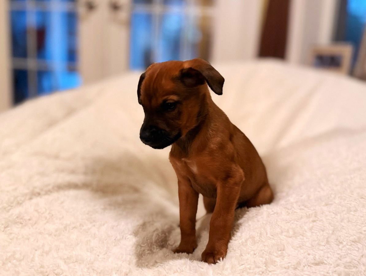 ARLO - Labrador Retriever / Golden Retriever available for adoption