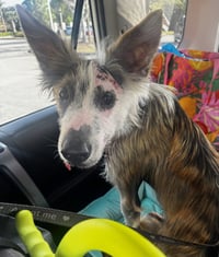 Frankie - Photo 1