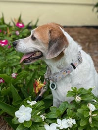 Hattie - Photo 3