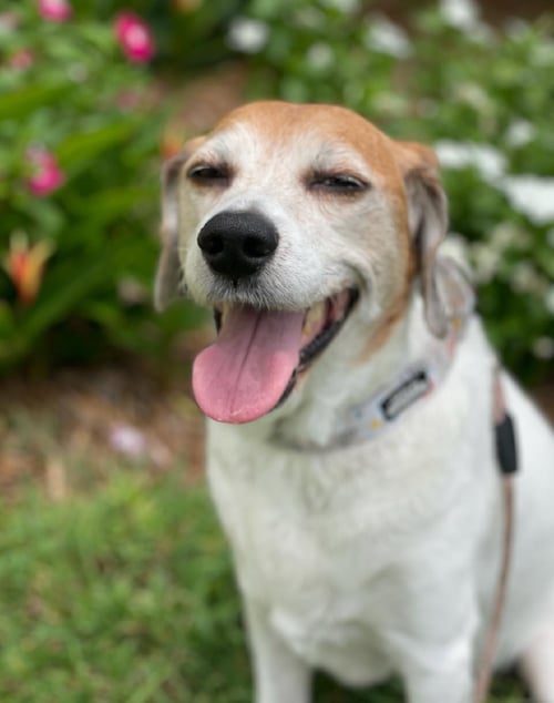 HATTIE - Beagle available for adoption