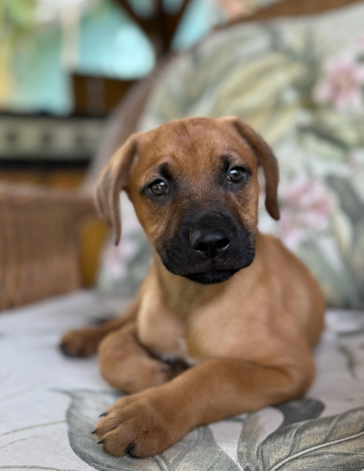 ATHENA - Labrador Retriever / Golden Retriever available for adoption