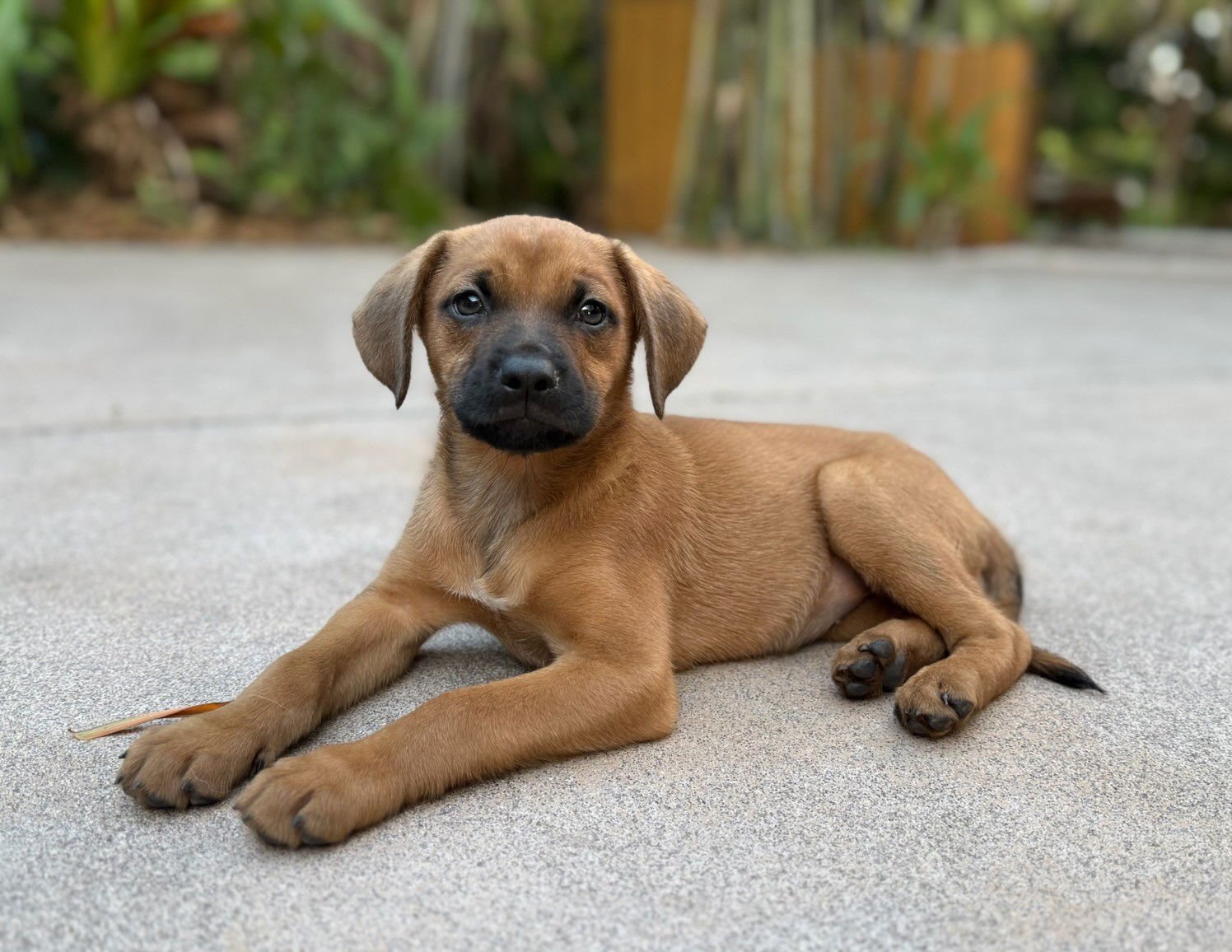 ATHENA - Labrador Retriever / Golden Retriever available for adoption