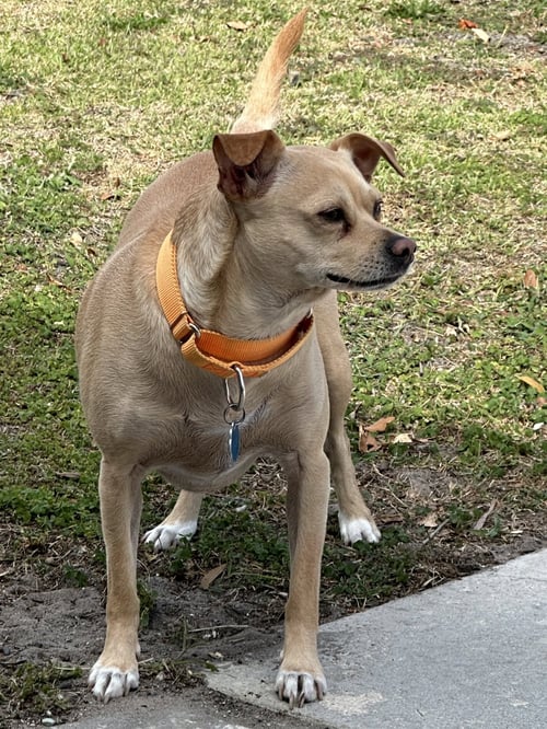 WALDO - Terrier available for adoption