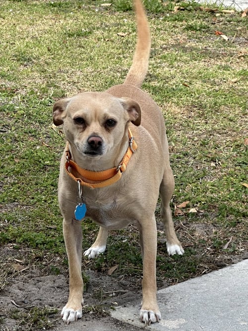 WALDO - Terrier for adoption in West Palm Beach