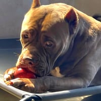 Brutus - Photo 3