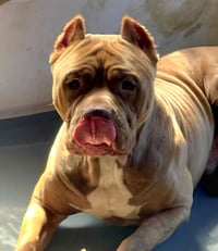 Brutus - Photo 1