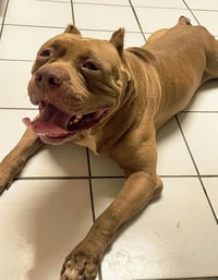 Brutus - Photo 5