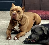 Brutus - Photo 2