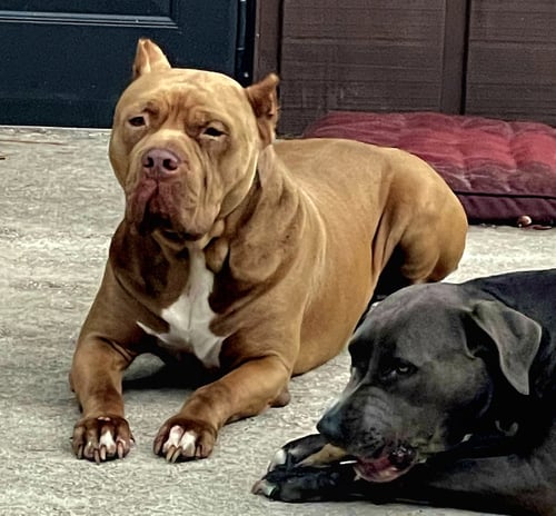 BRUTUS - American Bulldog available for adoption