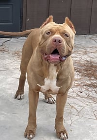 Brutus - Photo 6