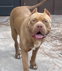 Brutus - Photo 4