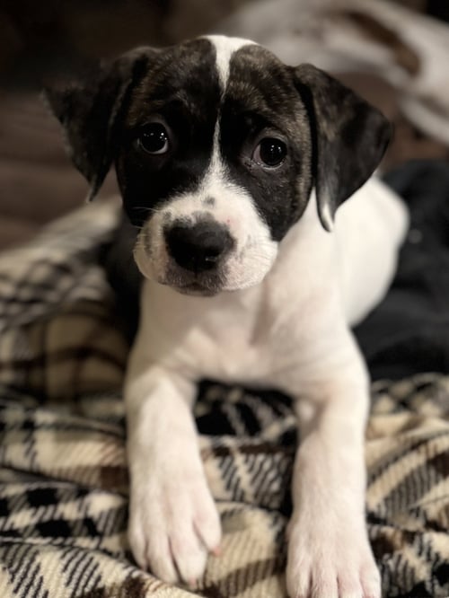 BETTY - Anatolian Shepherd / American Bulldog available for adoption