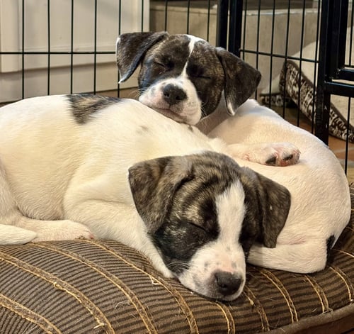 BETTY - Anatolian Shepherd / American Bulldog available for adoption