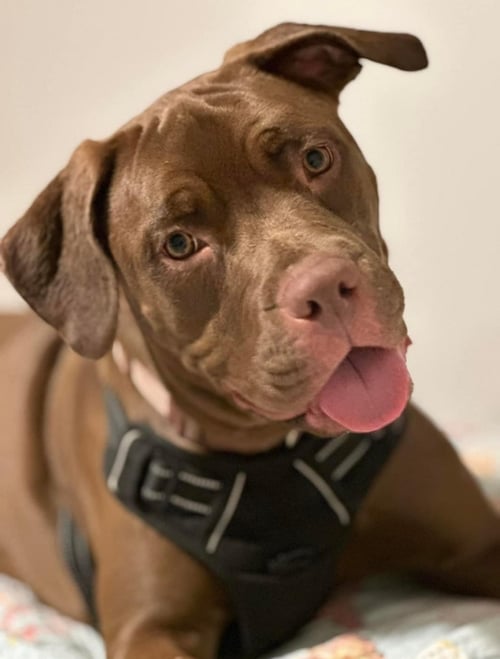 HONEY BEE * - American Pit Bull Terrier for adoption in West Palm Beach