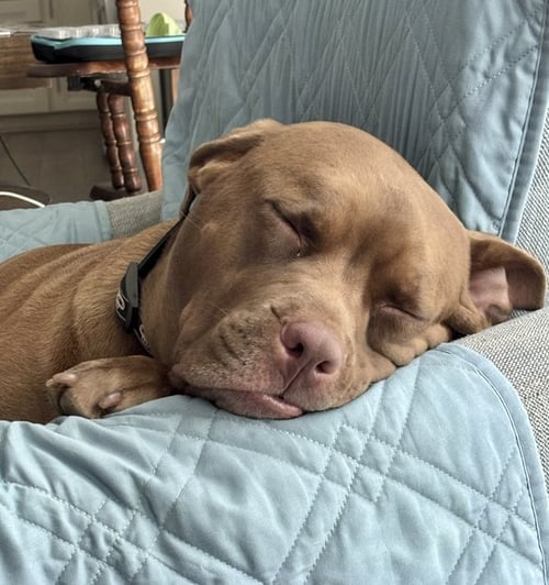 HONEY BEE * - American Pit Bull Terrier available for adoption