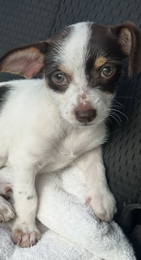 Brownie - Photo 1