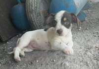 Brownie - Photo 2