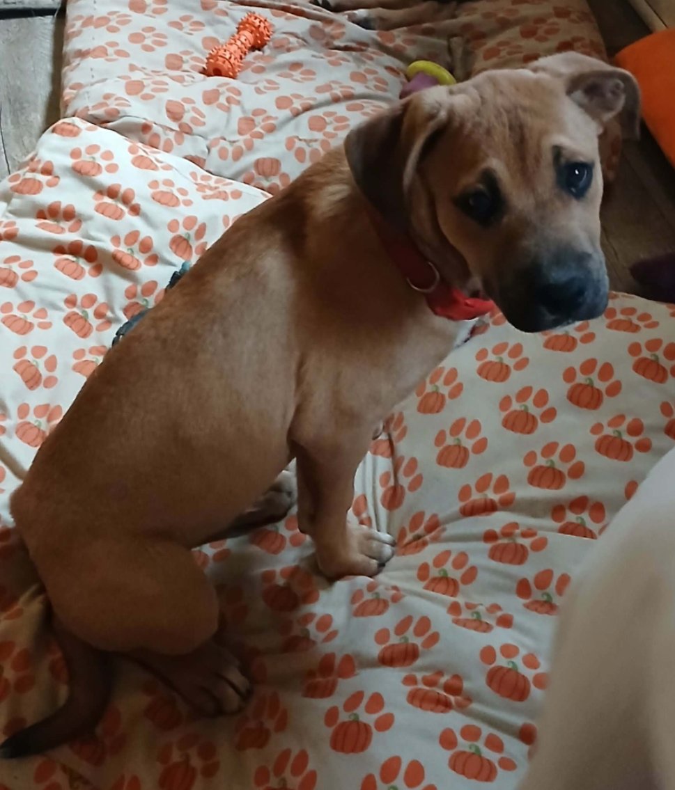 ALVIN - Boxer available for adoption