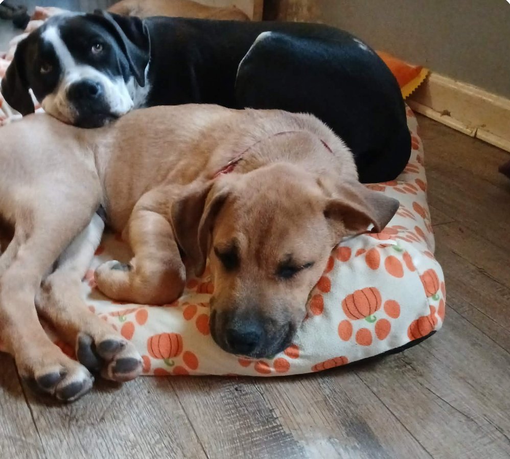 ALVIN - Boxer available for adoption