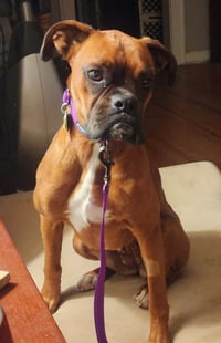 Margie - ADOPTION PENDING WITH DOMINO!! - Photo 2