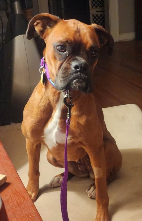 MARGIE - ADOPTION PENDING WITH DOMINO!! - Boxer available for adoption