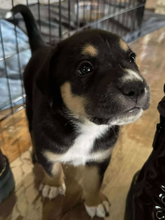Rolo - ADOPTION PENDING!!! Image