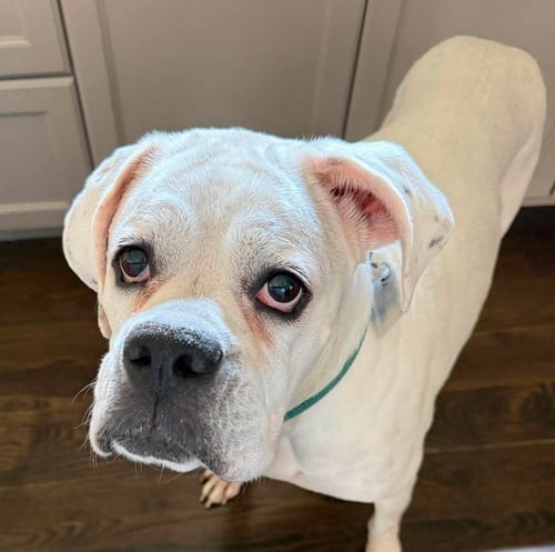 ALFA - Boxer for adoption in Bloomington