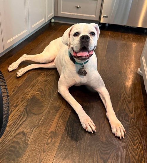 ALFA - Boxer available for adoption