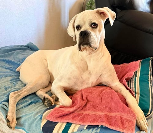 ALFA - Boxer available for adoption