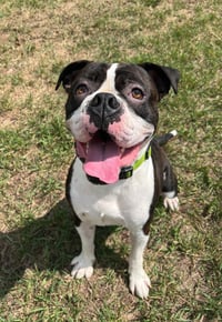 Drago - FOSTER OR ADOPT ME!! - Photo 12