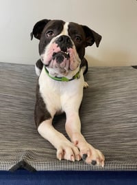 Drago - FOSTER OR ADOPT ME!! - Photo 14