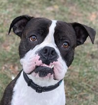 Drago - FOSTER OR ADOPT ME!! - Photo 10