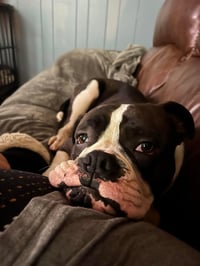 Drago - FOSTER OR ADOPT ME!! - Photo 8